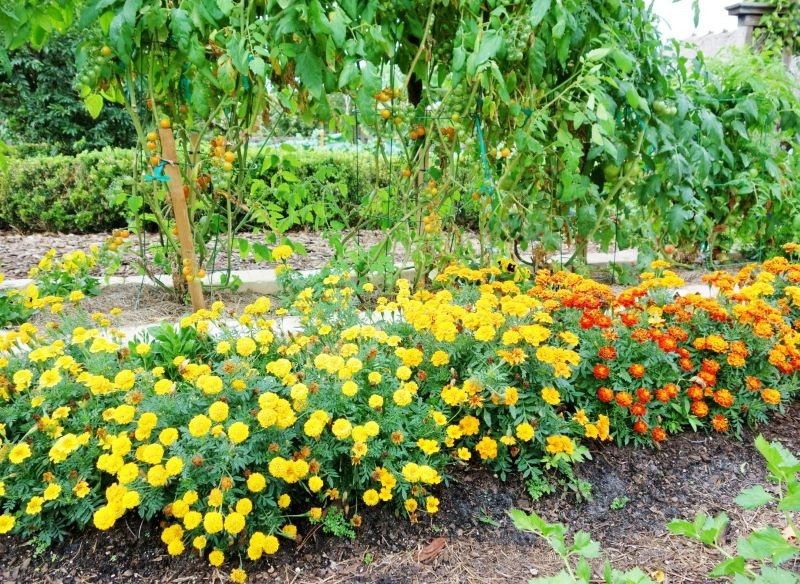 Aksamitki znajdują zastosowanie jako żywa ściółka.