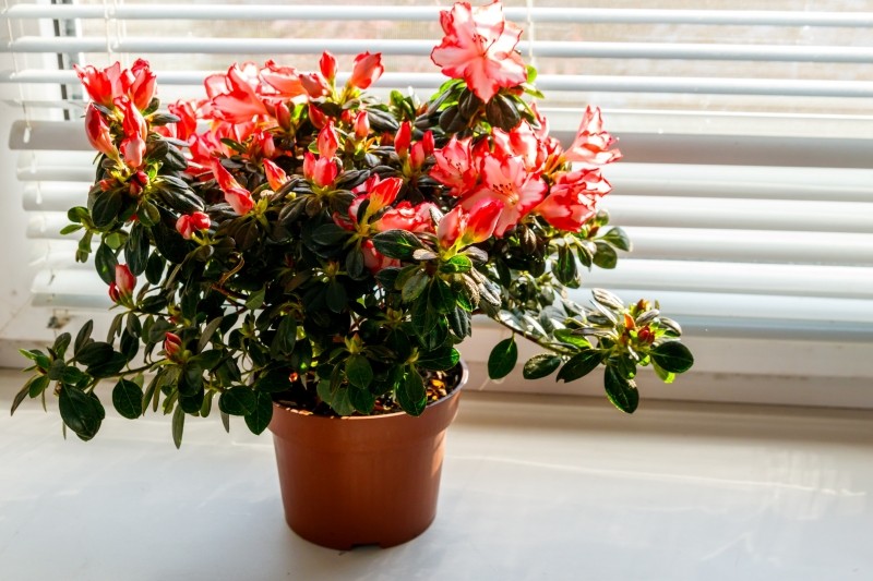 jak pielęgnować azalię w doniczce