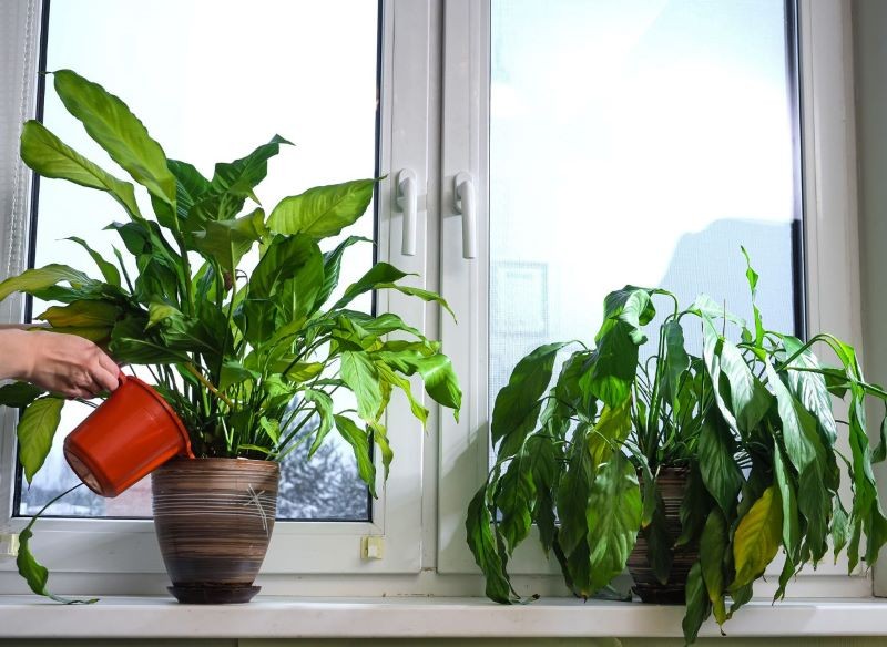 Skrzydłokwiat, który potrzebuje wody, wygląda mało atrakcyjnie.