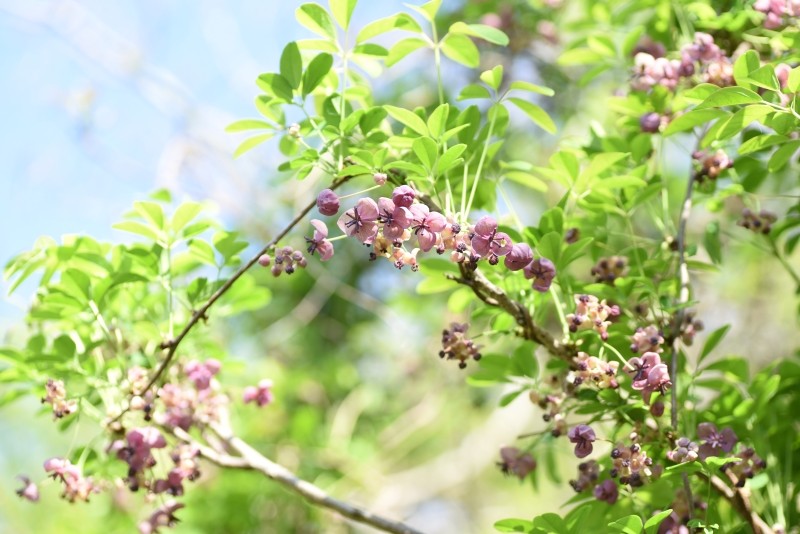 zastosowanie akebii w ogrodzie