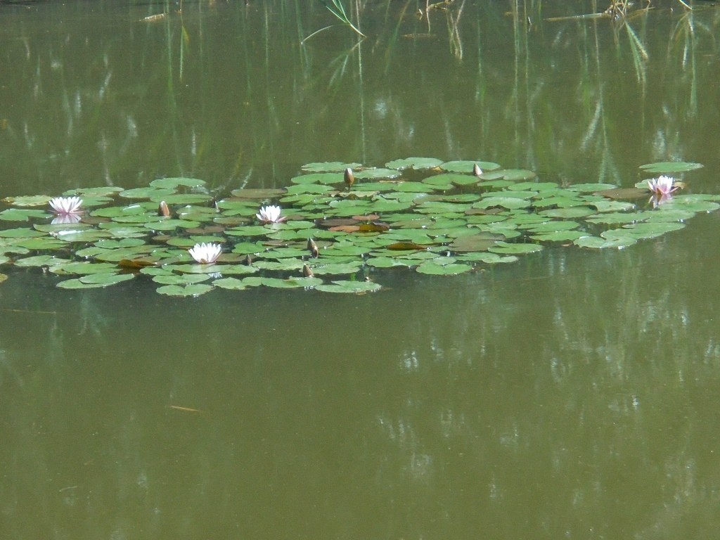 Pozostałe, NATURA w PEŁNEJ  KRASIE - Park Mickiewicza