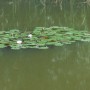 Pozostałe, NATURA w PEŁNEJ  KRASIE - Park Mickiewicza