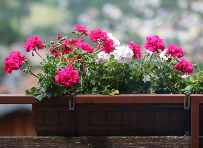 Rośliny, Pelargonie