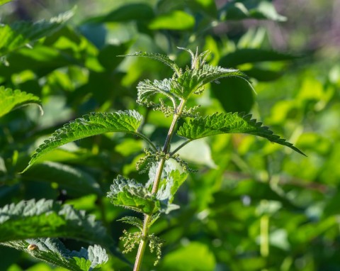 Pokrzywa zwyczajna (Urtica dioica)