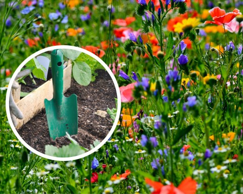 Jak założyć łąkę kwietną w ogrodzie? Popularna alternatywa dla trawnika. Zalety łąki kwietnej