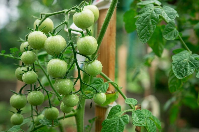 Dzięki odpowiedniemu cięciu pomidory koktajlowe szybciej dojrzeją.