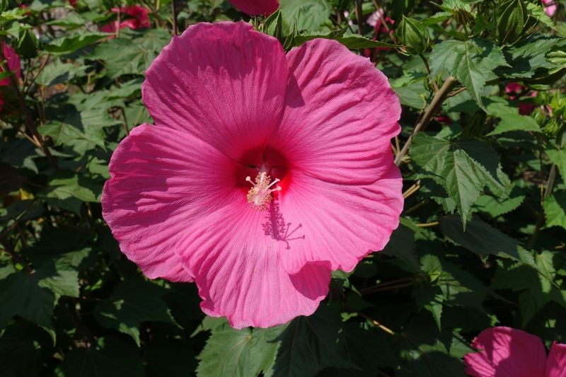 Kwiaty hibiskusa bagiennego pojawiają się przez całe lato aż do jesieni.