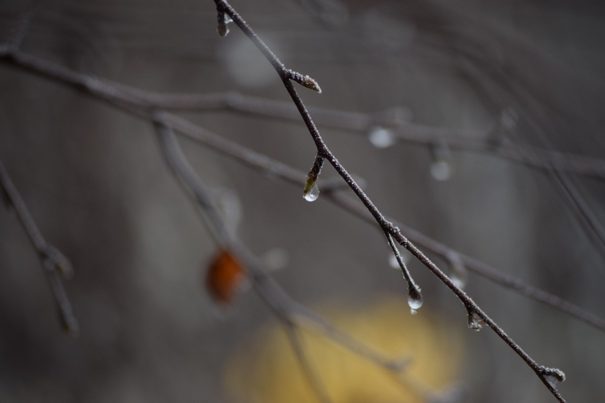 Leśne klimaty, WINTER ART ...