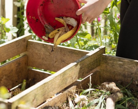 Proste sposoby na zwabienie dżdżownic do kompostownika. Będą w nim "mieszkać" przez cały rok