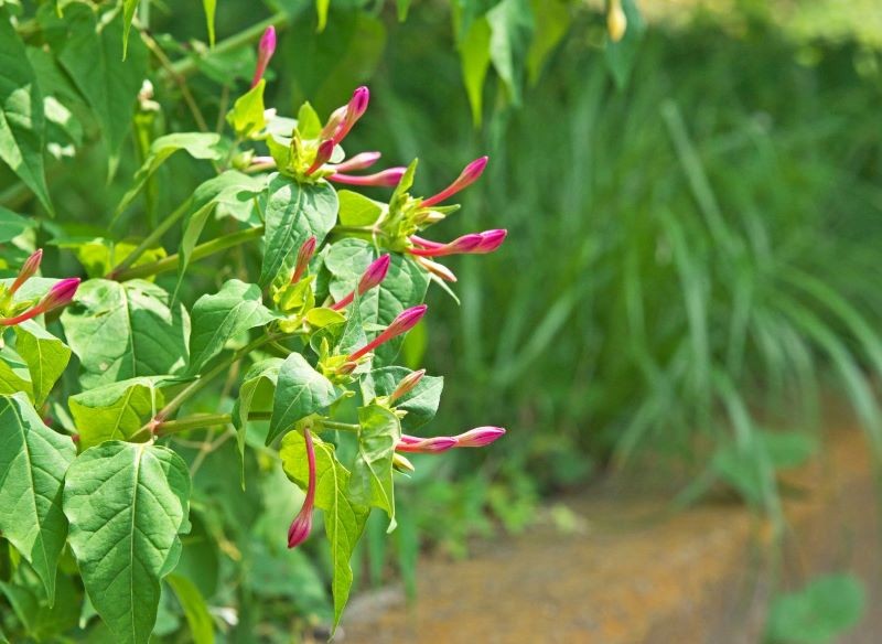 W słoneczne dni kwiaty dziwaczka peruwiańskiego pozostają zamknięte.