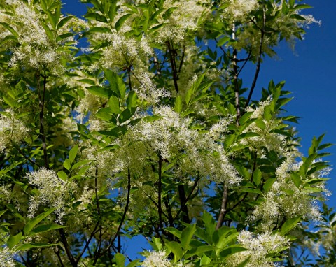 Jesion mannowy (Fraxinus ornus)