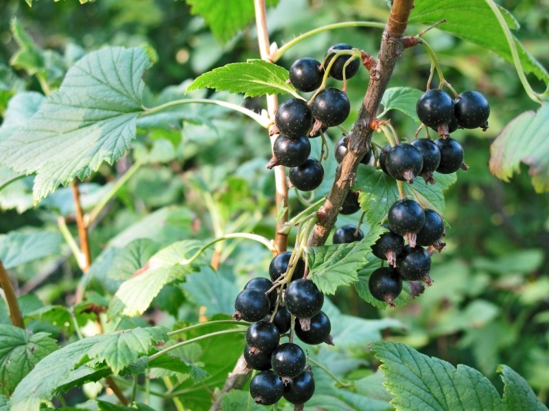 jak i kiedy nawozić porzeczki