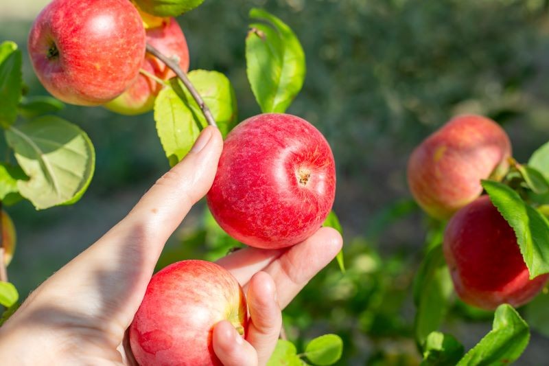 Dobroczynek gruszowy ochroni m.in. jabłonie.