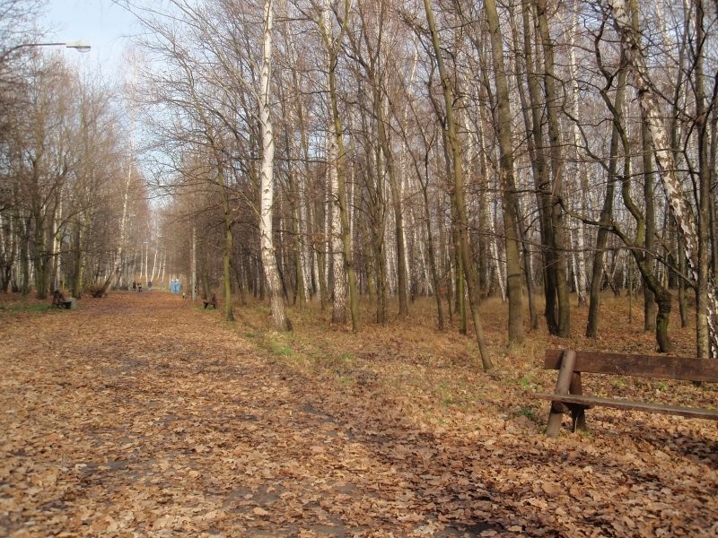 Pozostałe, Słotna jesień..... - ...leśny park....