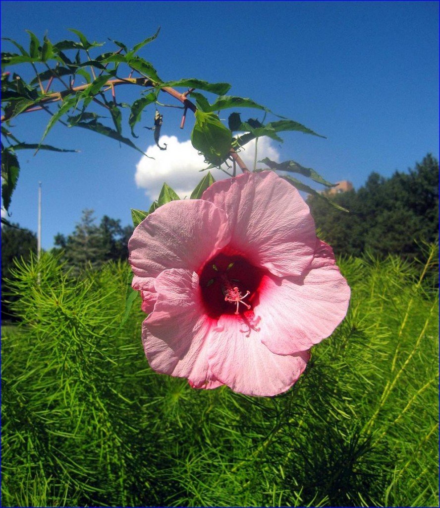 Pozostałe, Już prawie jesiennie..... - ...rózowy hibiskus...