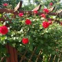 Ogród, Lato w naszym ogrodzie .... - pergola pięknie kwitną róże