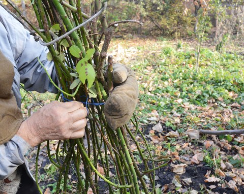 Przycinanie i przyginanie róż w grudniu. Dzięki temu przetrwają zimę, a w sezonie będą lepiej kwitły