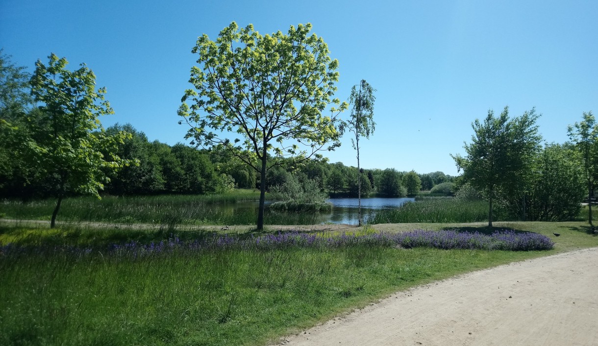 Rośliny, Czerwcowa.................... - stawki lśnią..............