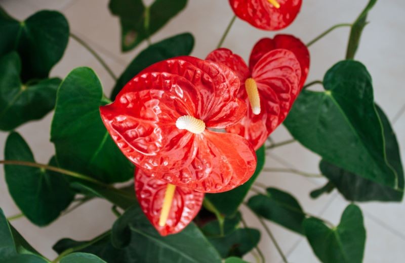 Brak nawożenia to jeden z powodów, dlaczego anturium nie ma kwiatów.