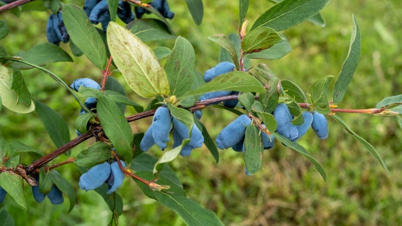 Jagoda kamczacka, która jest systematycznie przycinana, obficie owocuje.