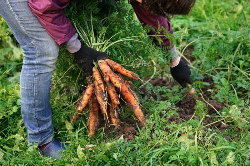 pielęgnacja marchewki w lipcu