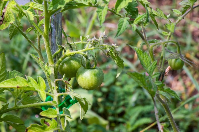 trik z miedzianym drutem do pomidorów