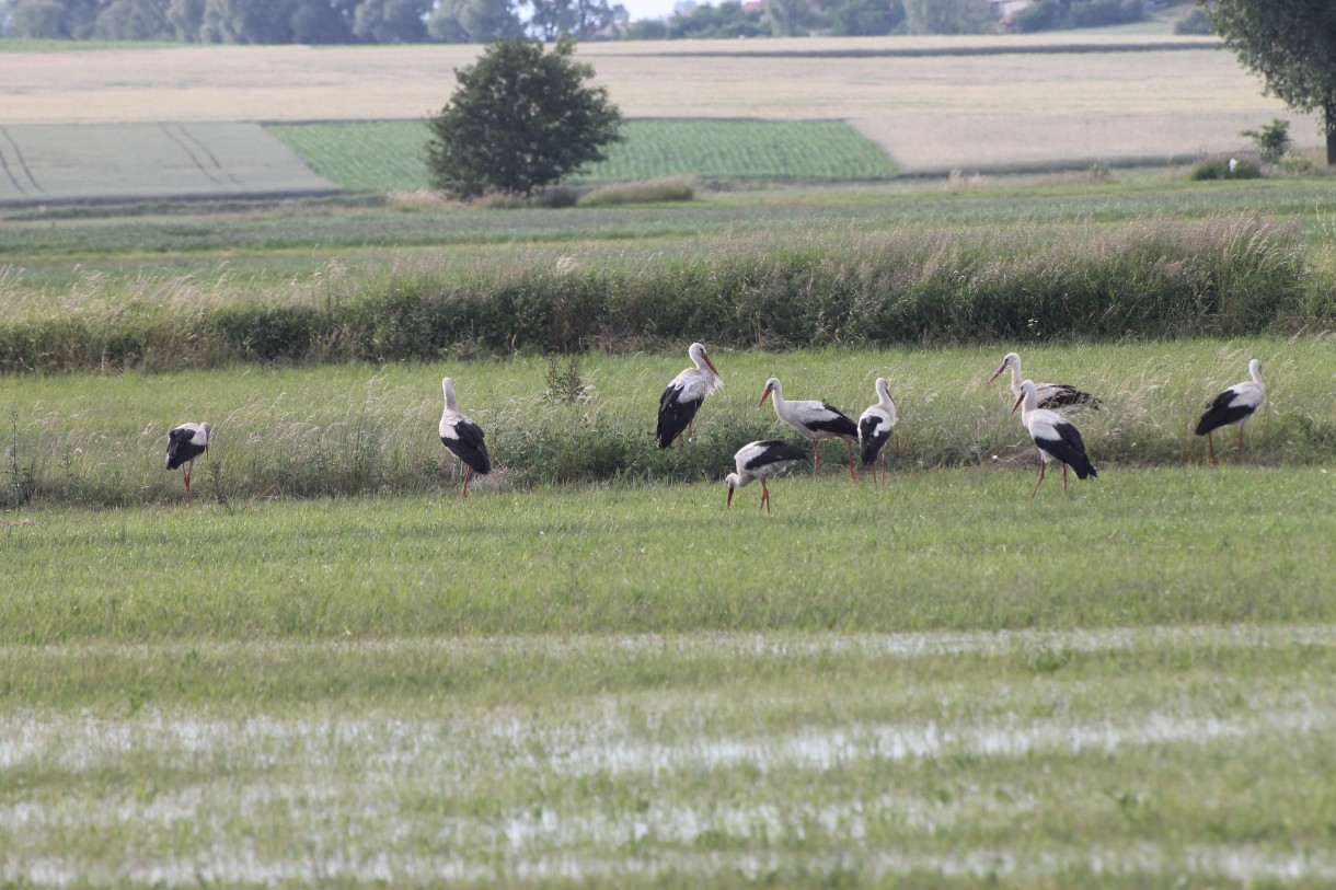 Pozostałe, Jestem urzeczona ..............