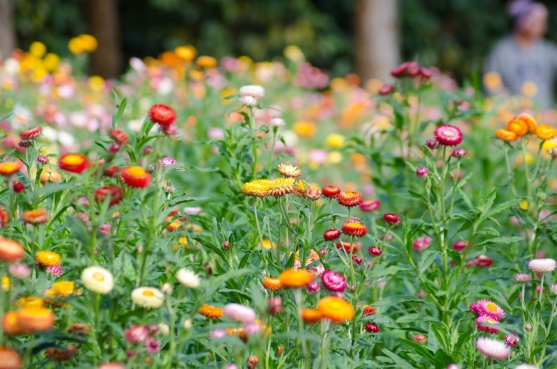 uprawa kocanki ogrodowej