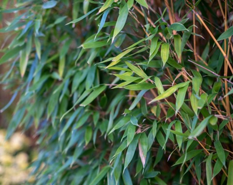 Bambusowy szpaler osłoni przed sąsiadami i ozdobi taras. Ciekawe gatunki i uprawa fargezji