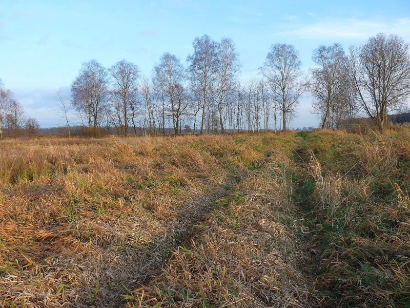 Rośliny, Łąki za wsią