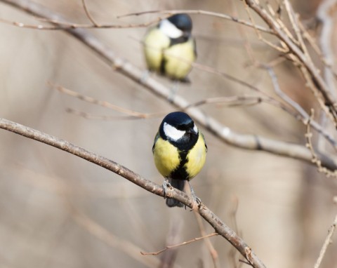 Takiego karmnika nie ma żaden sąsiad. Sikorki i rudziki zlecą się do niego z całej okolicy