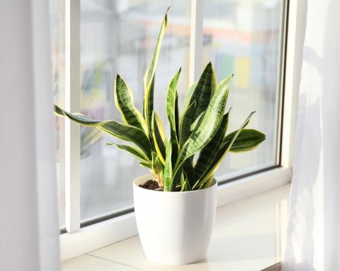 Szkoda, że tak późno odkryłam, co lubi sansewieria. Dosypuje do ziemi regularnie, rośnie bajkowo