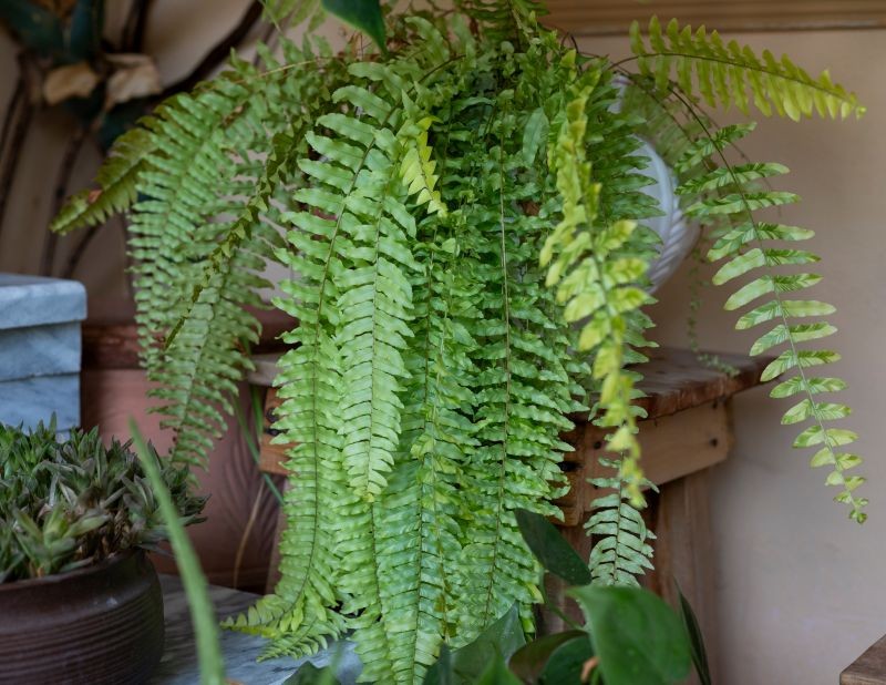 Dla paprotki ważna jest wysoka wilgotność powietrza w miejscu uprawy.