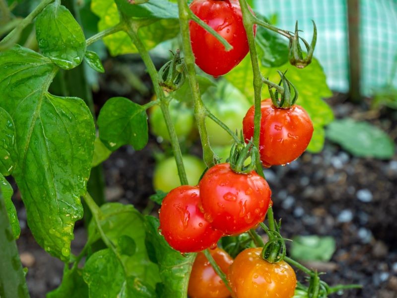 Gnojówka z czosnku pozwoli nam cieszyć się zdrowymi i obfitymi zbiorami pomidorów.