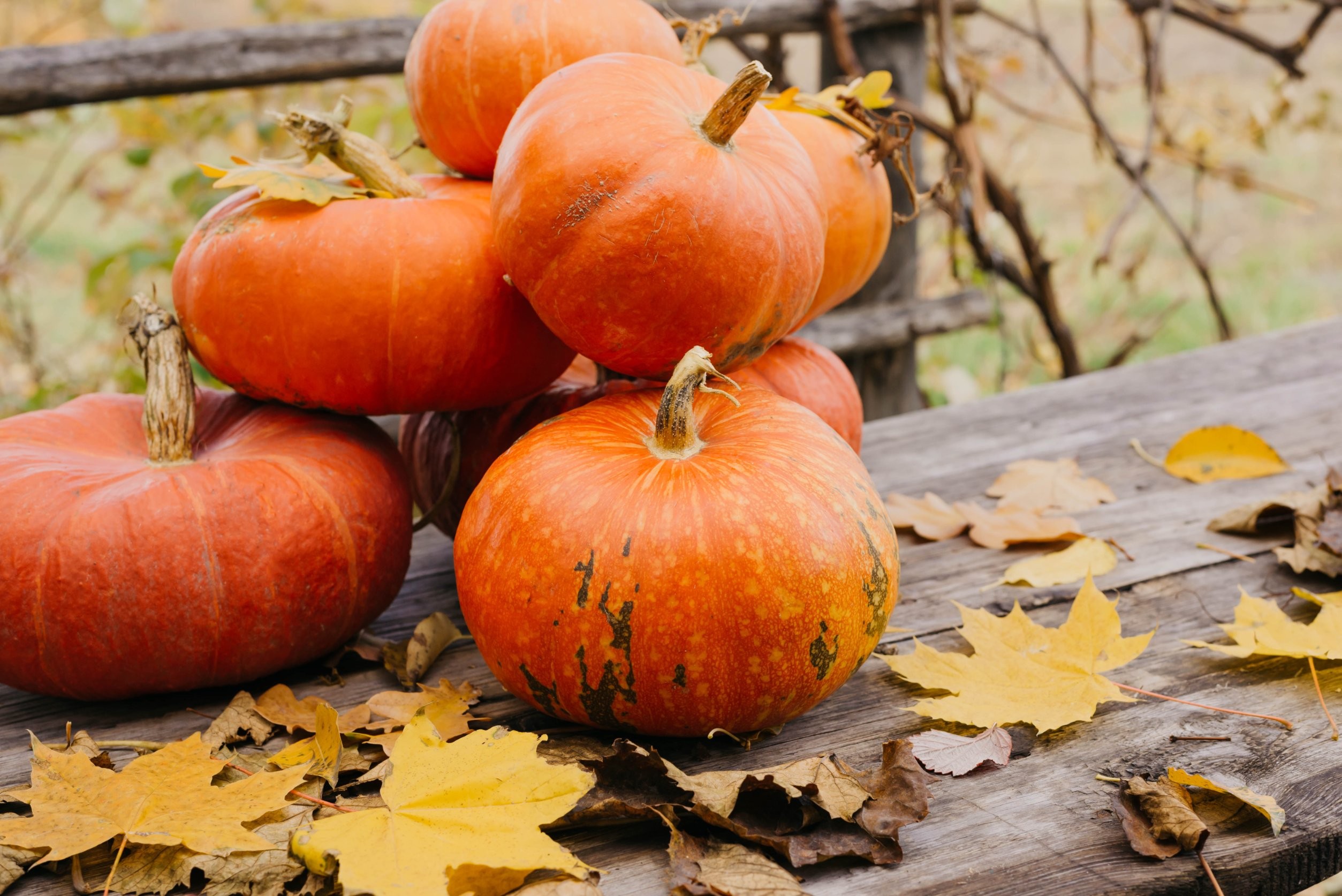 jak często nawozić dynię