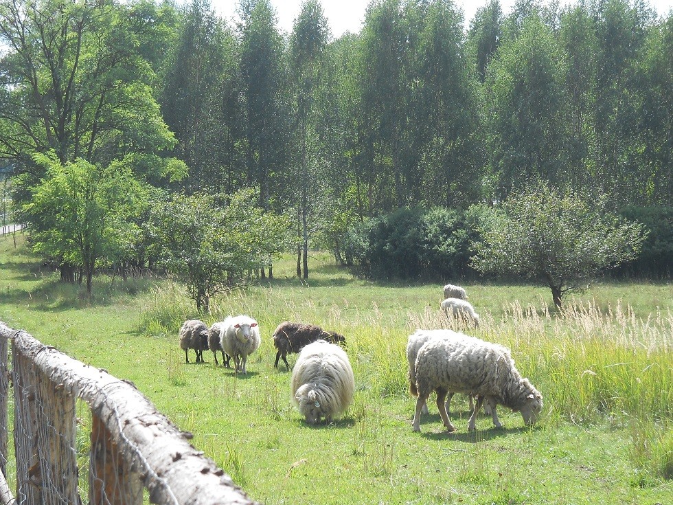 Pozostałe, Uroczysko. Fotoreportaż :) - Musiałam wam pokazać tą niezwykłej urody blondi z prostymi włosami:) Jedyna taka na całe stadko.