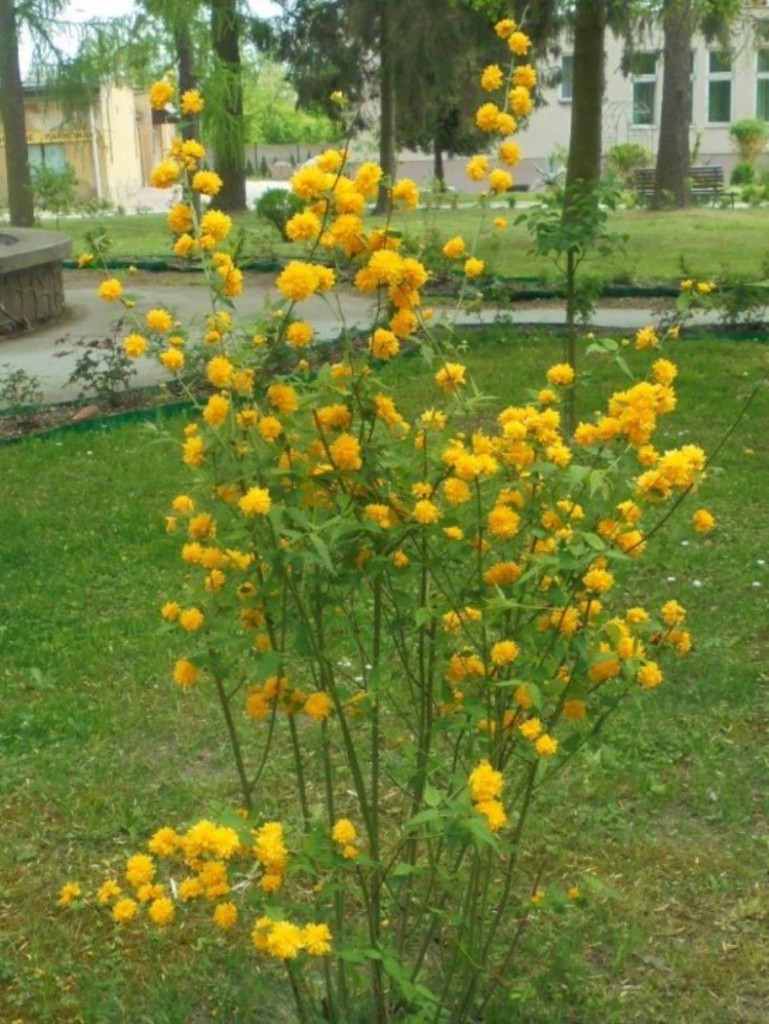 Pozostałe, PARK  ZDROJOWY  W  SOLCU - Park - Flora