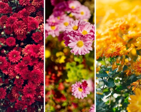 Chryzantemy – odmiany ogrodowe, uprawa, rozmnażanie i zimowanie
