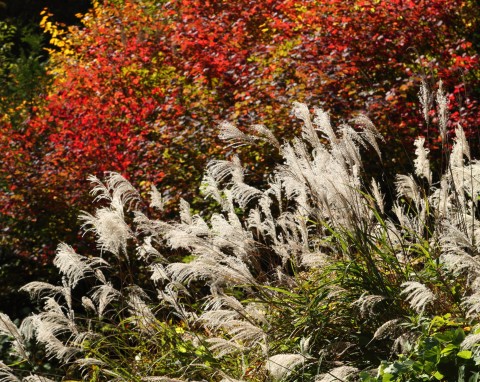 Miskant cukrowy (Miscanthus sacchariflorus)