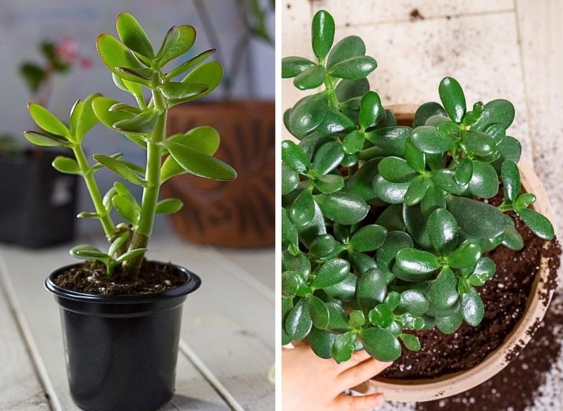 przesadzanie grubosza