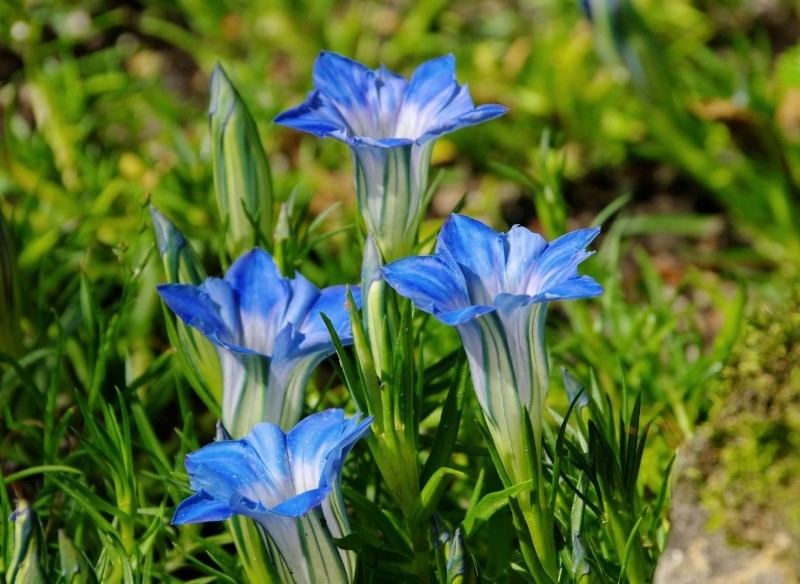 jak uprawiać goryczkę chińską