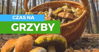 Czas na grzyby!