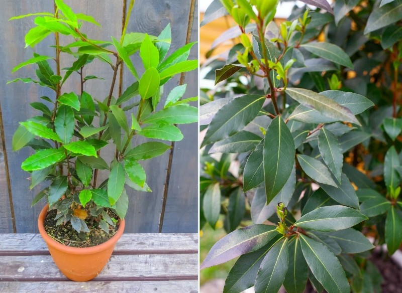 jak dbać o drzewko laurowe