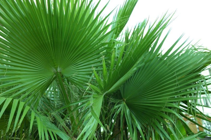 liwistona australijska