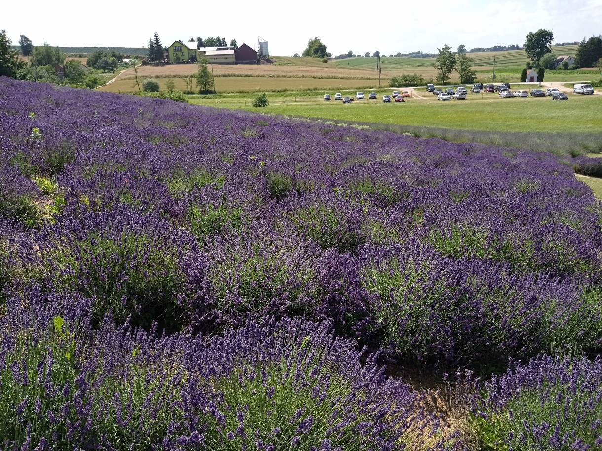 Rośliny, Ogród pełen lawendy