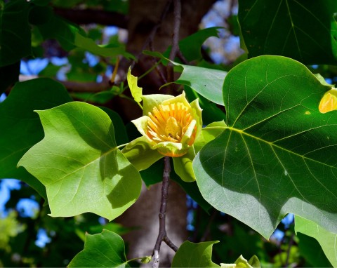 Tulipanowiec amerykański (Liriodendron tulipifera)