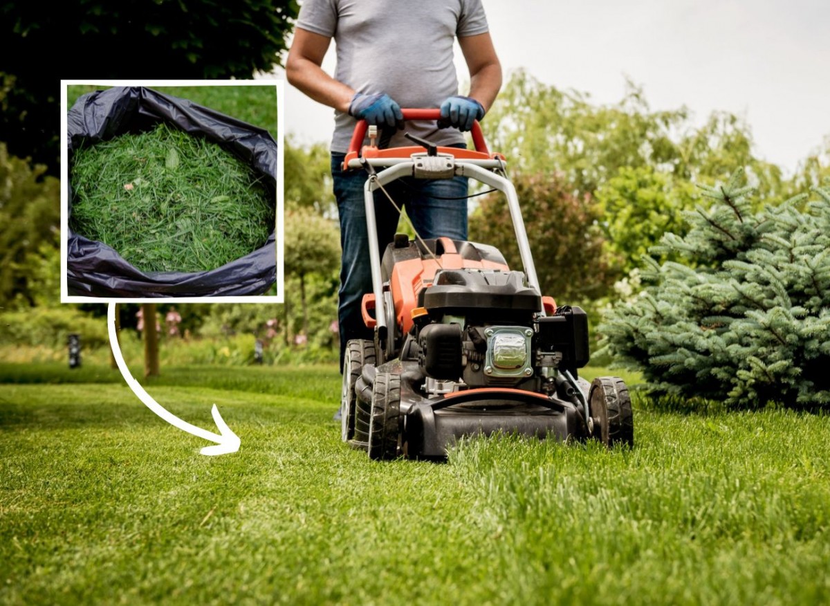 mulczowanie trawnika