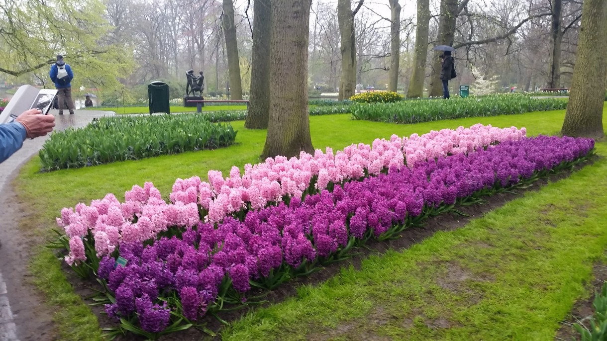 Pozostałe, Wizyta w Keukenhof