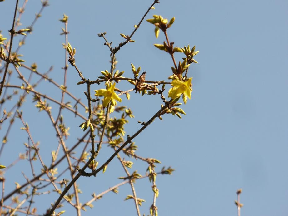 Pozostałe, Kolorowa ..........zającowo  - kogutkowa..... - ...............i forsycja.............