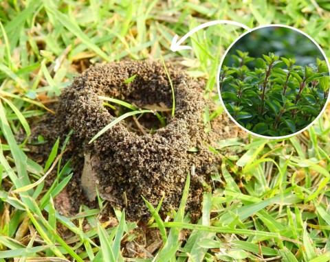 Co posadzić w ogrodzie, by odstraszyć mrówki? Lista roślin, które mrówki omijają z daleka